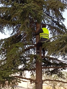 Una vecina se sube a un árbol donde se están realizando los trabajos previos de cara a la ejecución del cantón de limpieza en el barrio de Montecarmelo.