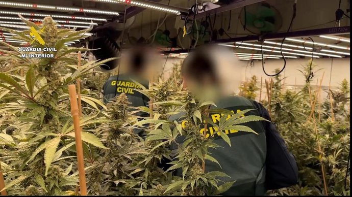 Desmantelada una plantación de marihuana oculta en una vivienda de Busot (Alicante), con una pareja detenida