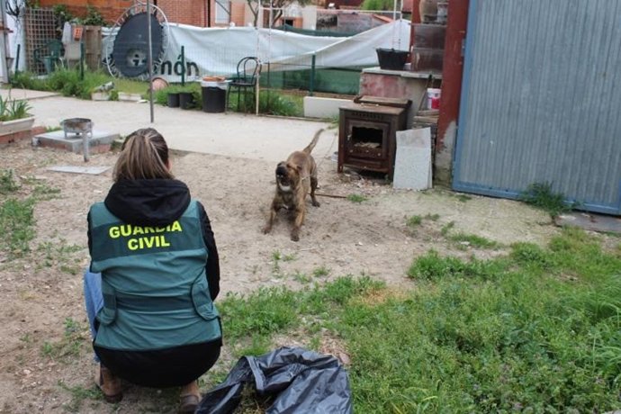 Imagen del perro que ha atacado a una menor.