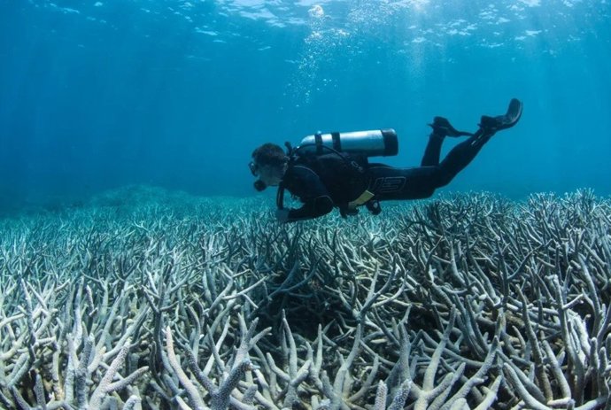 Corales afectados por blanqueamiento
