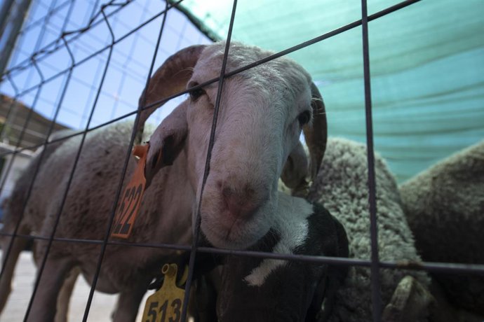 Archivo - Un cordero en un matadero durante el Eid al-Adha, la Pascua del Cordero,  
