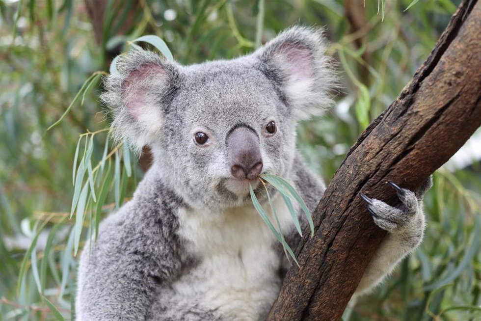 Archivo - Un koala alimentándose en una reserva australiana.