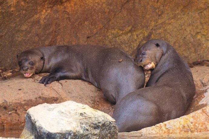 Nacen tres crías de nutria gigante en Bioparc Fuengirola