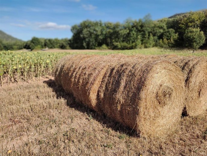 Archivo - Girasoles-Agricultura