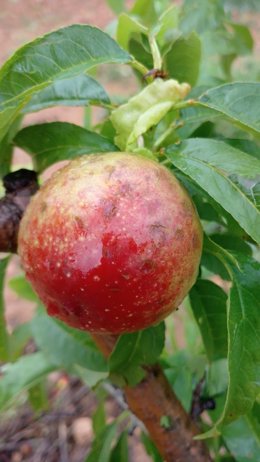 Daños causados por el pedrisco