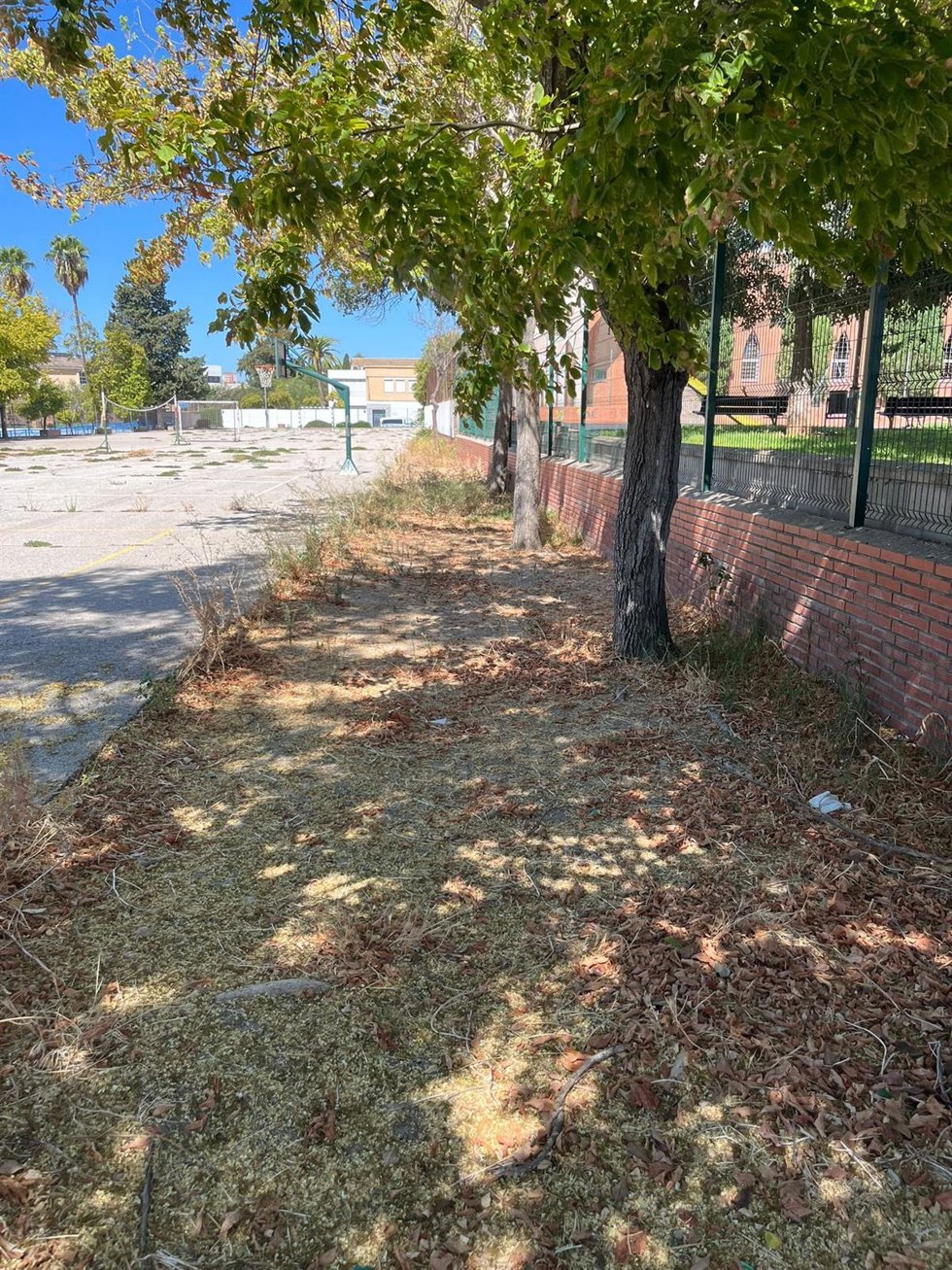 Vista de una de las zonas verdes del patio de un colegio público de Jerez