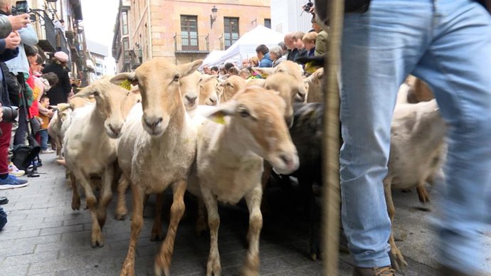 Ovejas pasando por el Casco Viejo de Ordizia en el Artzain Eguna.
