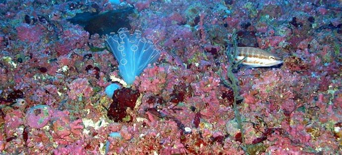 Fondo submarino fotografiado en la campaña MaMenCab-2024.