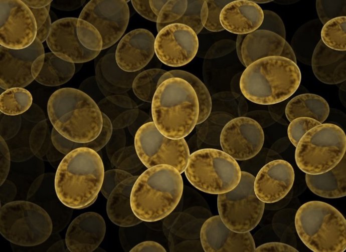 Lavadura de panadería