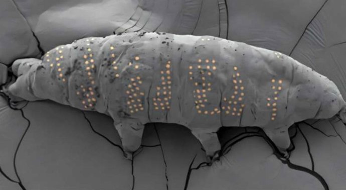 Este tardígrado luce un nuevo "tatuaje", representado en esta imagen ampliada por los puntos resaltados.