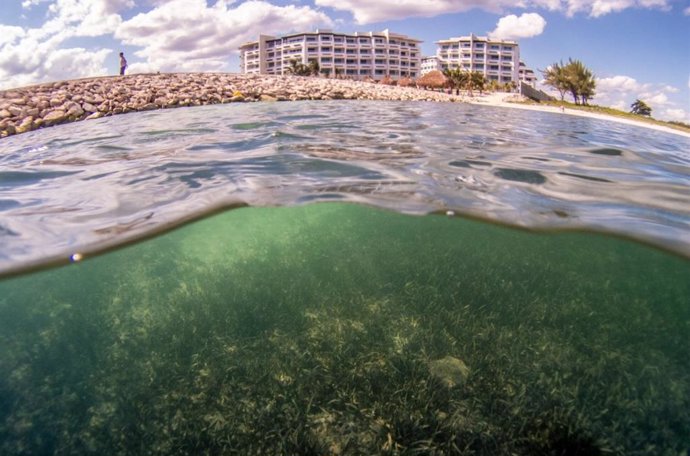 Un nuevo mapa global detalla las amenazas sobre las praderas marinas