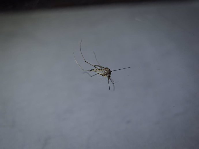 Archivo - February 10, 2023, Asuncion, Paraguay: A mosquito is seen in Asuncion, Paraguay. Paraguayan health authorities said on Wednesday that 14 people had died of Chikungunya so far in 2023. While there are currently 103 hospitalized patients, of which