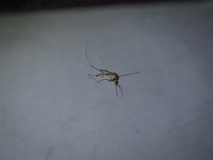 Archivo - Arquivo - 10 de fevereiro de 2023, Assunção, Paraguai: Um mosquito é visto em Assunção, Paraguai. As autoridades de saúde do Paraguai informaram na quarta-feira que 14 pessoas morreram de chikungunya até o momento em 2023. Atualmente, há 103 pac