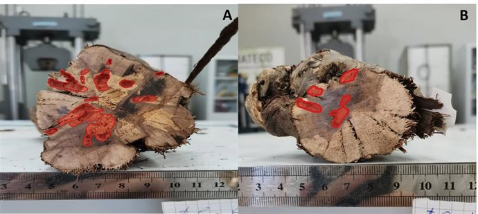 Madera dañada por el insecto Xylotrechus arvicola que ha investigado un equipo de la ULE.