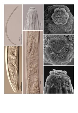 Nueva especie de nematodo