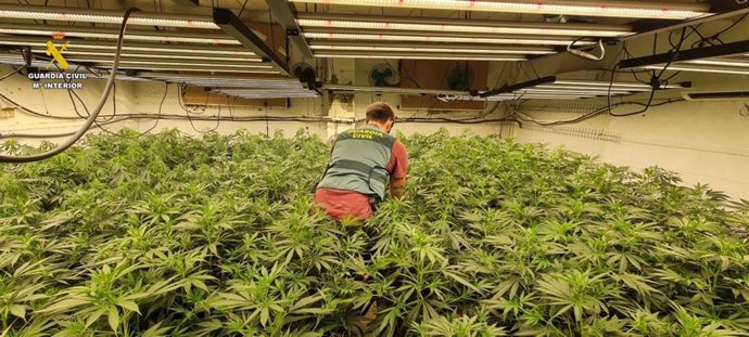 Imagen de una de las plantaciones intervenidas
