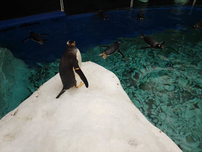 Selwo Marina celebra el Día del Pingüino mejorando el bienestar de sus especies