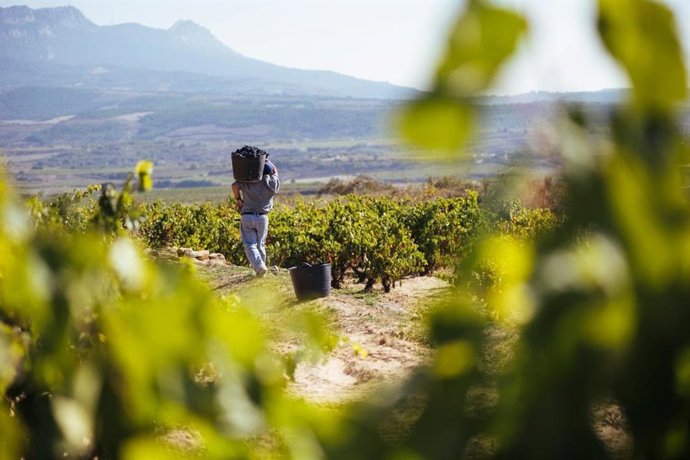 Rioja califica como 'Buena' su cosecha 2024