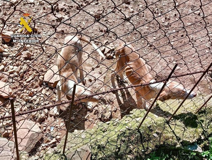 Animales encontrados en la explotación de Cañamero