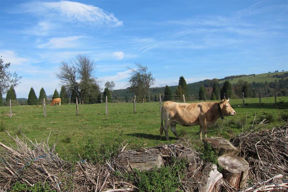 Archivo - Una vaca pasta en un terreno