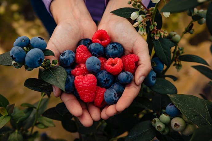 Berries de Hortifrut
