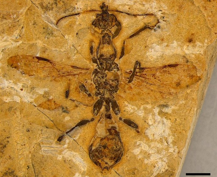 Fóssil de Haidomyrmecinae.