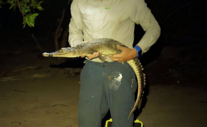 Uma das duas novas espécies de crocodilo