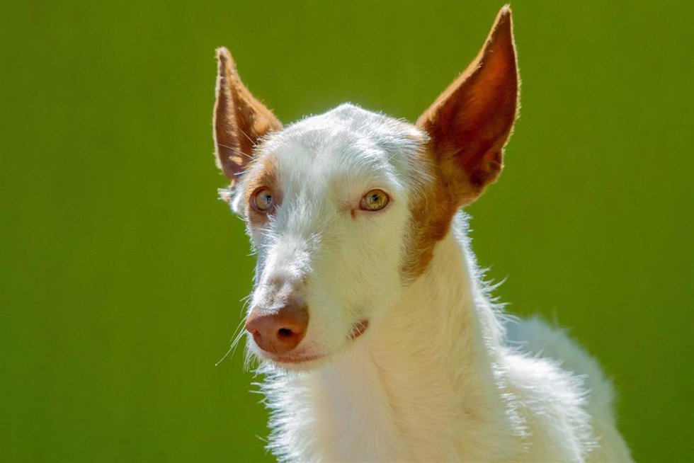 Perro