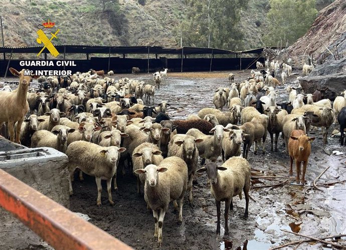 Parte del ganado intervenido por la Guardia Civil