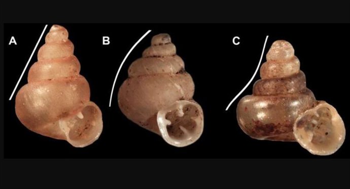 Variabilidad de la forma de la concha de los géneros de hipselostómatidos (sin escala) A cónica B cónica-ovoide C cóncava-cónica.