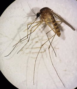 Mosquito transmisor del Virus del Nilo.