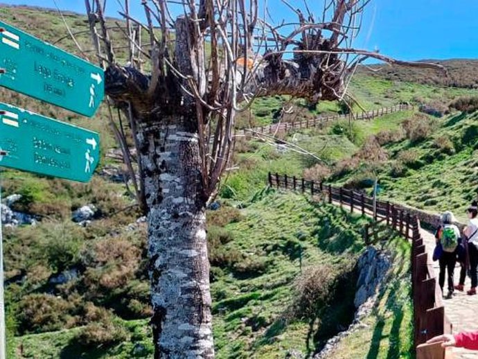 El director general de Custodia del Territorio y Prevención de Incendios, David Villar y el director de la vertiente asturiana del parque Nacional de los Picos de Europa, Rodrigo Suárez.