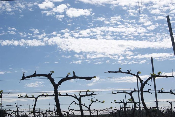 Archivo - Viñas en el Condado de Huelva.