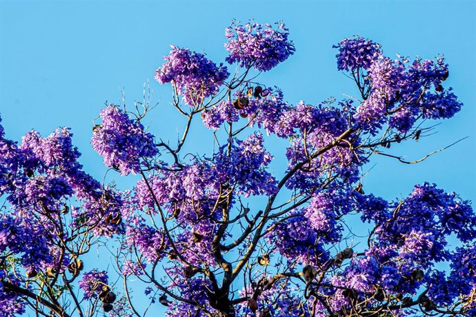 Archivo - Entorno del río Guadalquivir, con la floración de la jacaranda, a 24 de mayo del 2022.