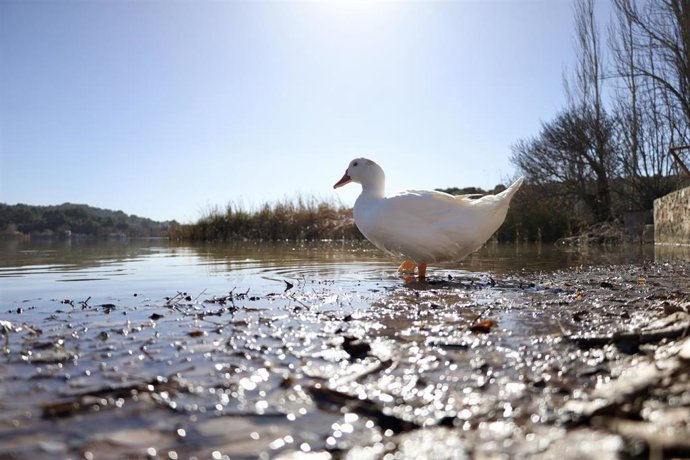 Archivo - Imagen de recurso de un pato en uno de los los Parques Naturales de nuestro país.