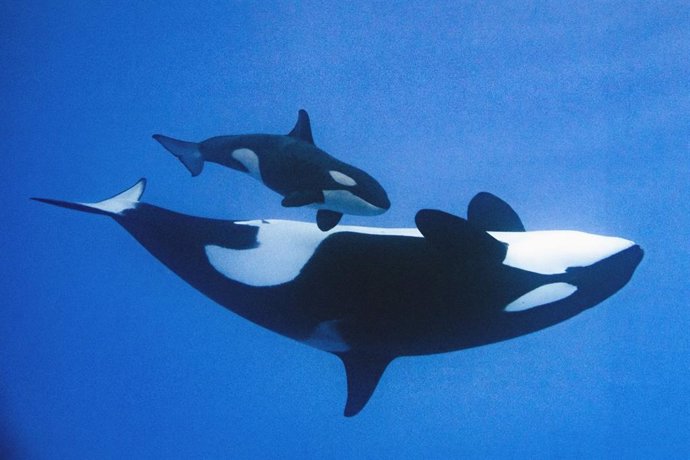 Más de 7.000 internautas bautizan a la cría de la orca Morgan en Loro Parque: 'Teno'