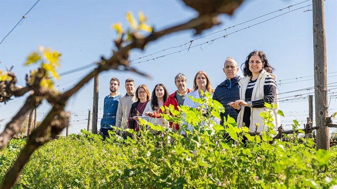 Un proyecto de investigación busca desarrollar aplicaciones tecnológicas no invasivas para monitorizar la composición de la uva en tiempo real en viñedo y a su entrada en bodega