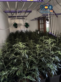 Una de las plantaciones 'indoor' de marihuana desmanteladas.