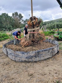 Daniel Téllez, informático y agricultor: "El aceite es mi pasión y el campo, mi legado"