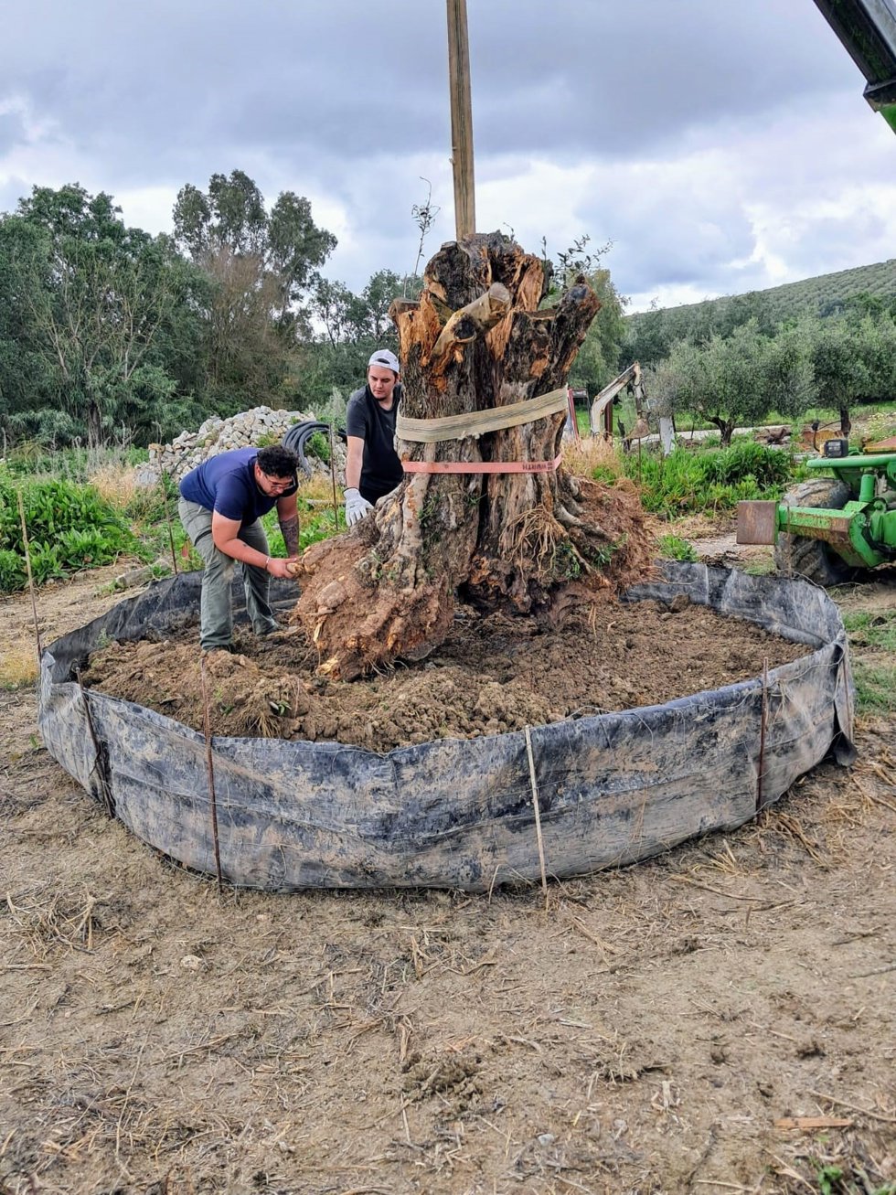 Daniel Téllez, informático y agricultor: "El aceite es mi pasión y el campo, mi legado"