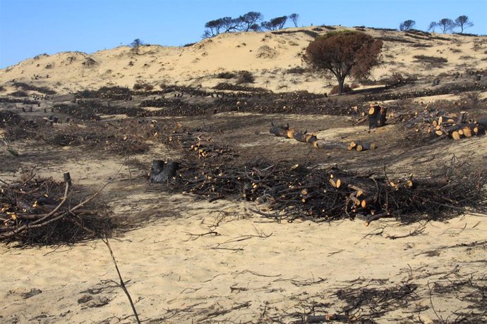 Archivo - Trabajos en la zona del incendio de Las Peñuelas en Moguer (Huelva). 
