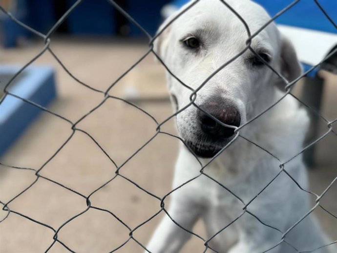 Medio Ambiente entrega cerca de 54.000 kilos de suministros para animales a entidades protectoras afectadas por la dana