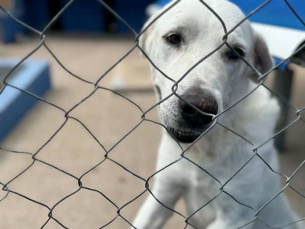 Medio Ambiente entrega cerca de 54.000 kilos de suministros para animales a entidades protectoras afectadas por la dana