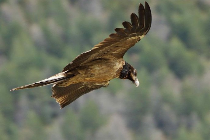 Archivo - Ejemplar de quebrantahuesos.