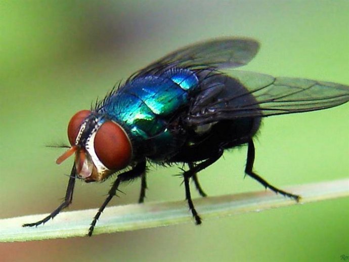 Archivo - Arquivo - 19 de junho de 2024: Esta é a mosca cochliomyia hominivorax (cochliomyia hominivorax), que põe os ovos da lagarta-rosca. Twitter.