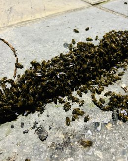 El anidamiento temporal de abejas retirado por los bomberos.