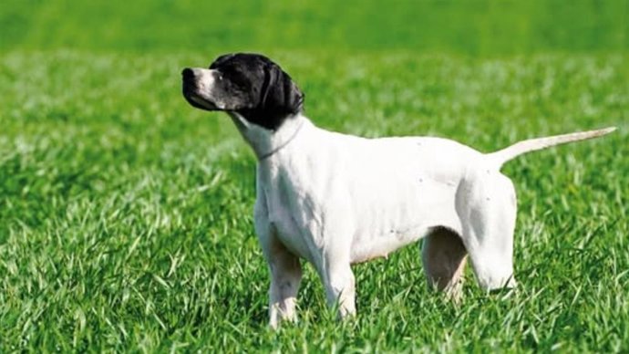 Archivo - Un perro, en una foto de archivo.