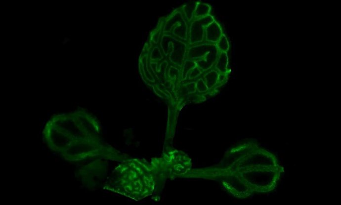 Solución a un misterio centenario sobre la comunicación de las plantas