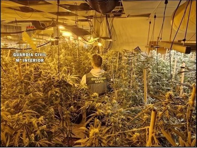 Imagen de la plantación intervenida en Gilena