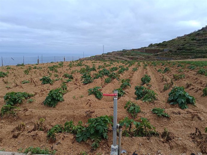Parcela de papas regadas con agua salinizada en el norte de Tenerife